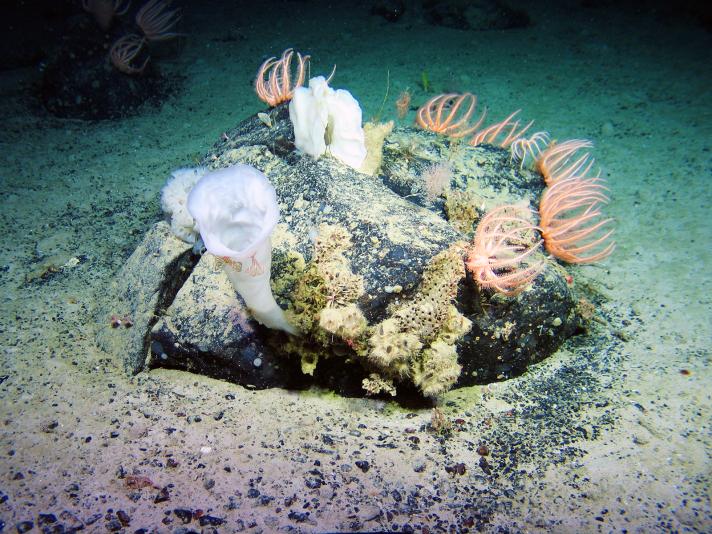 Brisingids and sponges on a rock 