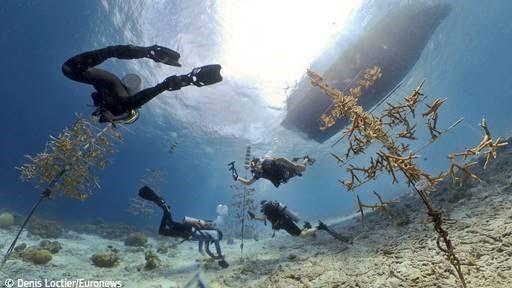 Corals © Denis Loctier/Euronews