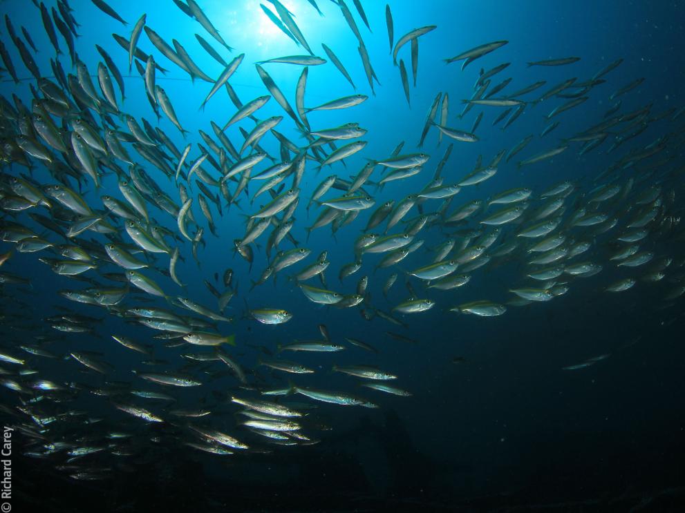Fish school underwater © Richard Carey / Adobe Stock