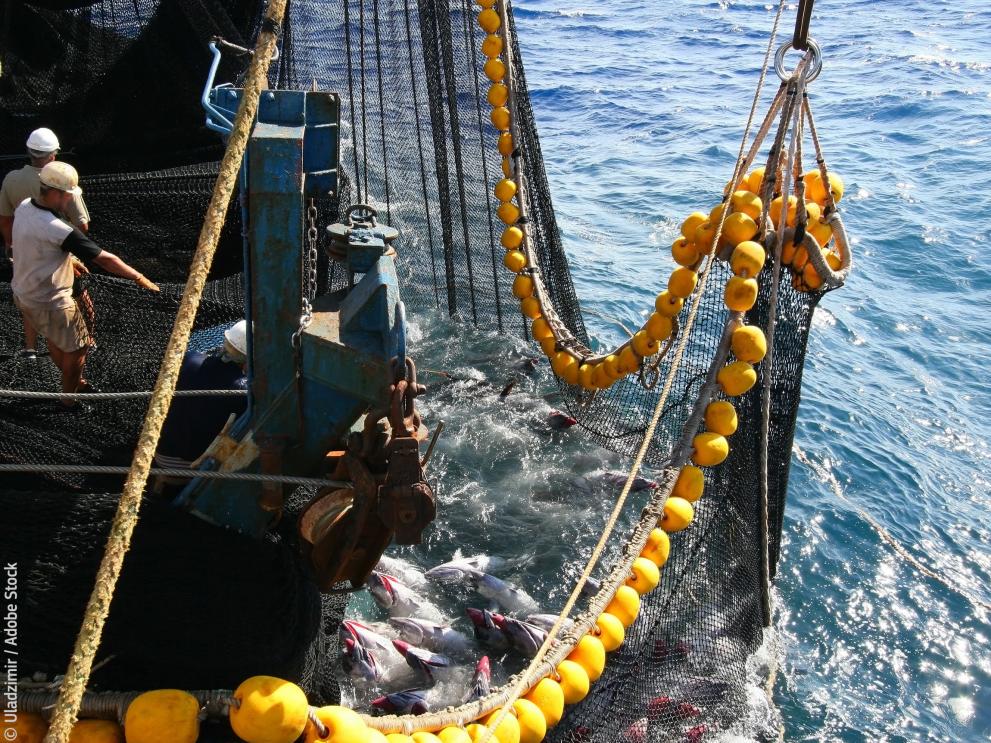 Yellowfin tuna in the net of a tuna ship © Uladzimir / Adobe Stock