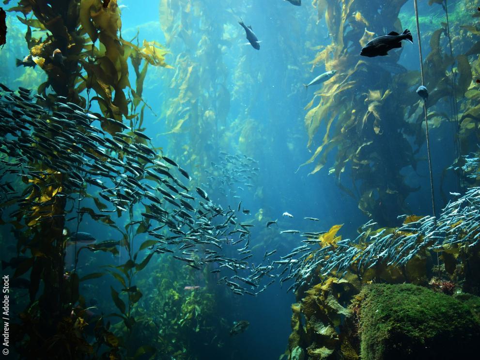 Kelp forest views from below © Andrew / Adobe Stock