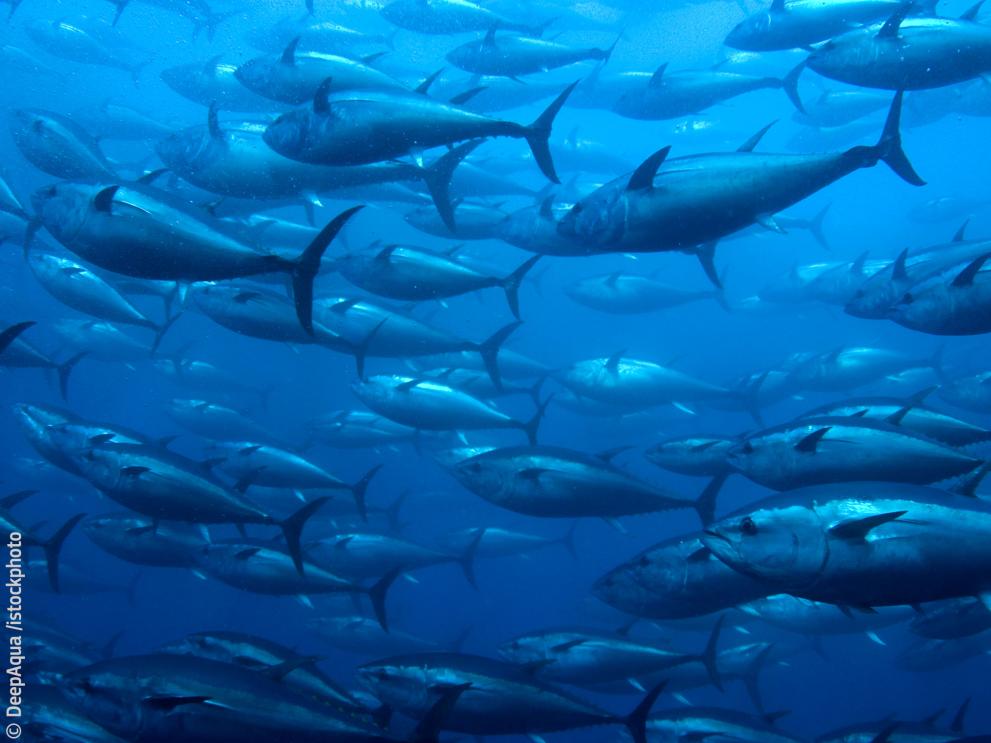 Bluefin Tuna © DeepAqua /istockphoto