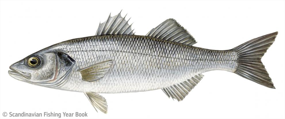 Dicentrarchus labrax © Scandinavian Fishing Year Book