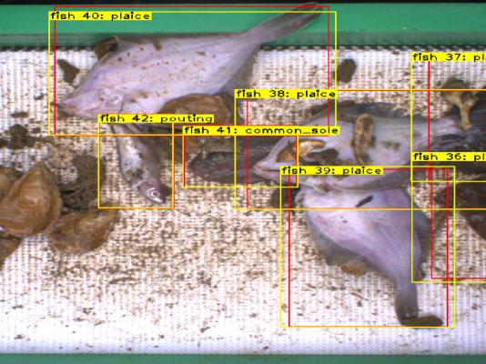 Recognising the species of each fish thanks to artificial intelligence ©Wageningen University and Research
