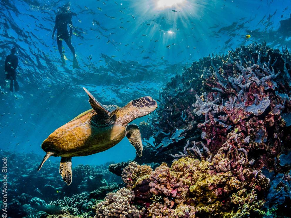 Diver swimming with a green sea turtle in the wild, among colorful coral reef © Aaron/Adobe Stock