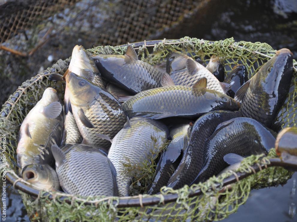 Aquaculture in Latvia ©Latvian Fisheries Cooperation Network 