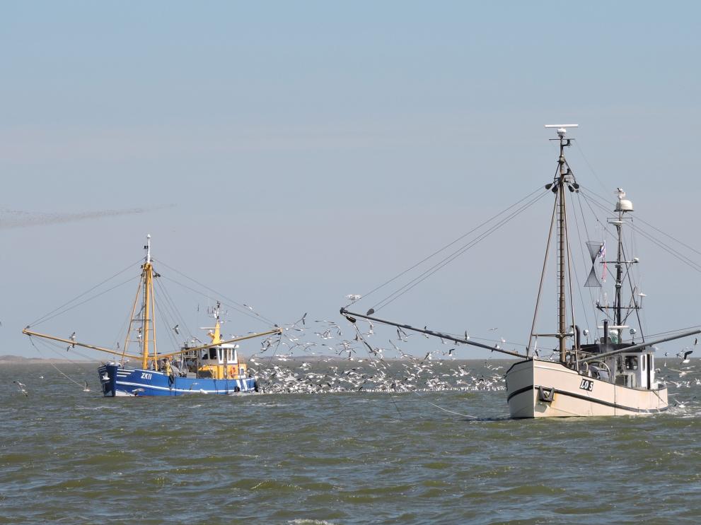 Shrimp cutter at sea - The Netherlands