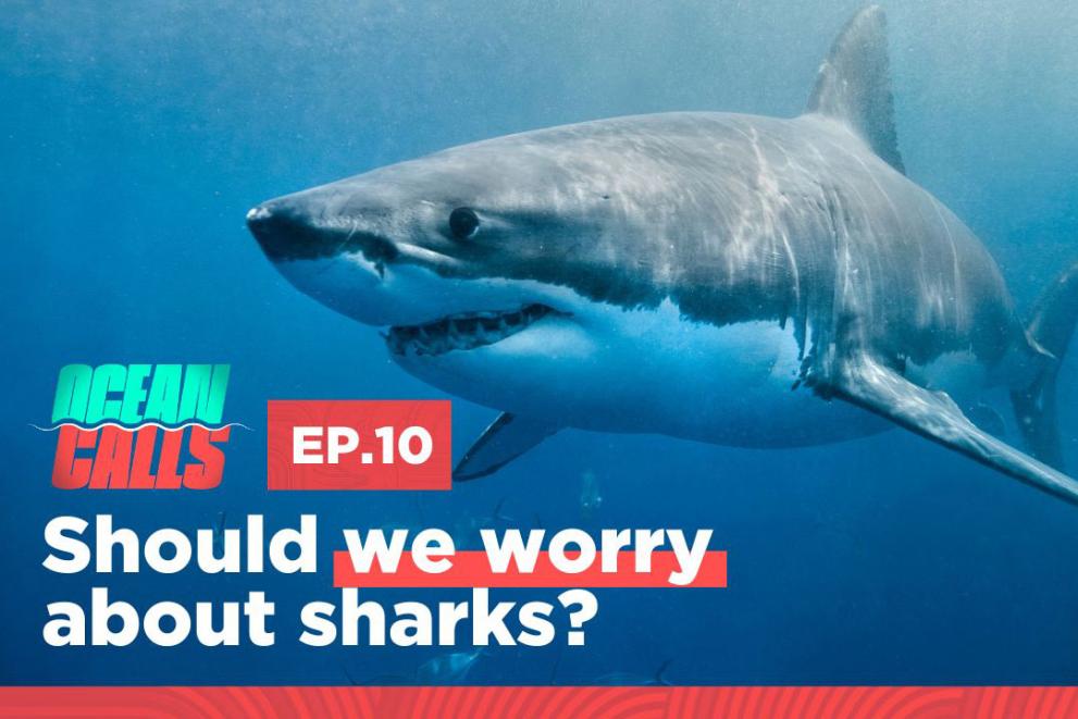 Ocean calls podcast, should we worry about sharks, photo of a shark