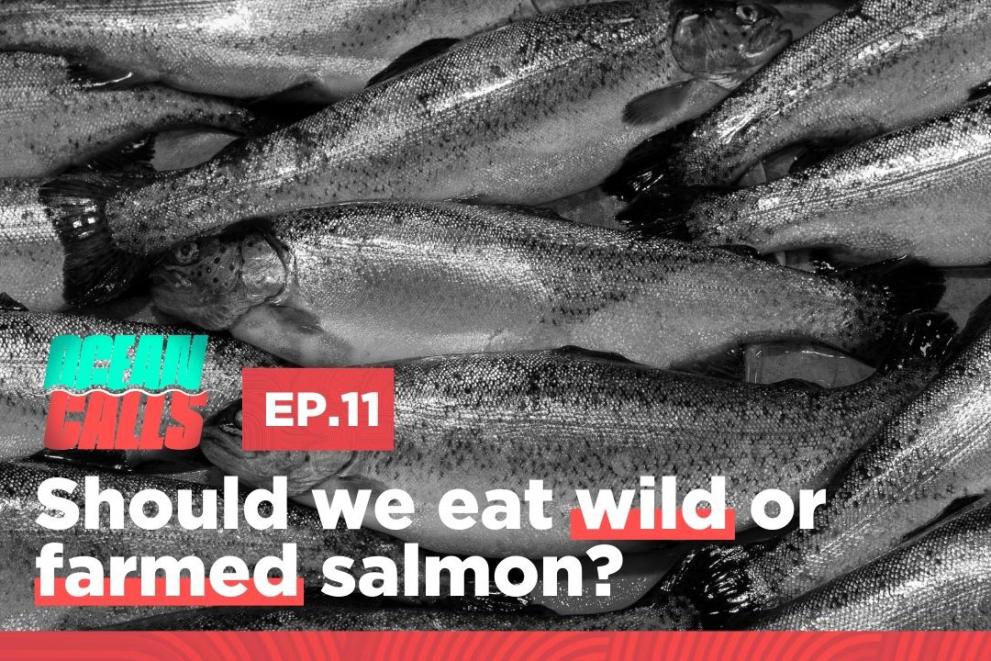 Ocean Calls podcast episode 11, should we eat wild or farmed salmon? thumbnail