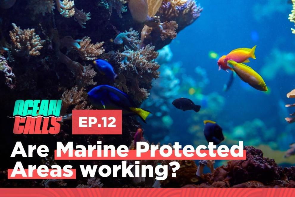 Ocean Calls episode 12, are marine protected areas working? thumbnail