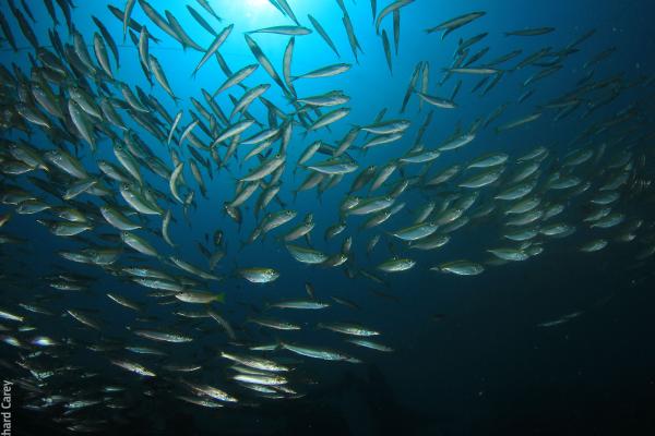 Fish school underwater © Richard Carey / Adobe Stock