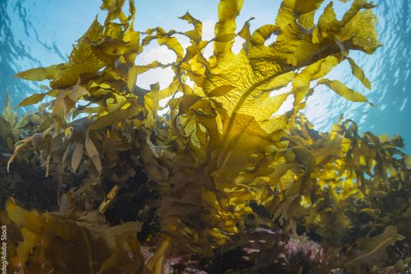 Seaweed © divedog/Adobe Stock