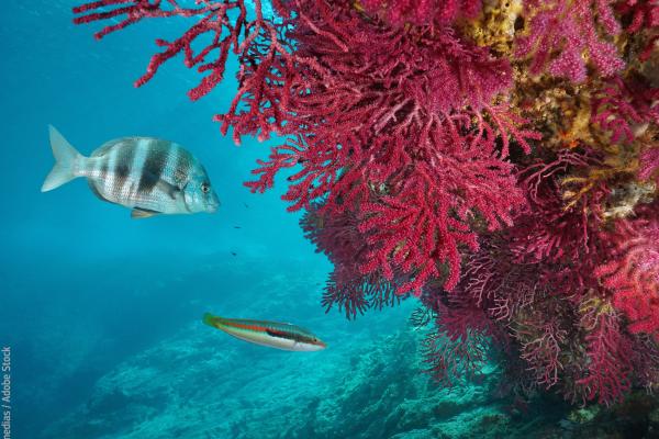 Red gorgonian soft coral, Paramuricea clavata, Cap de Creus, Costa Brava, Spain © damedias / Adobe Stock