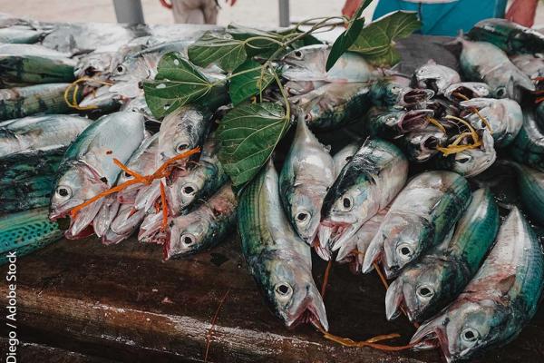 Tropical fish in market in Seychelles © Diego / Adobe Stock
