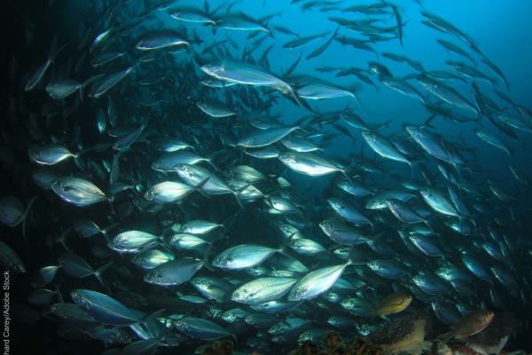 Tuna underwater ©Richard Carey/Adobe Stock