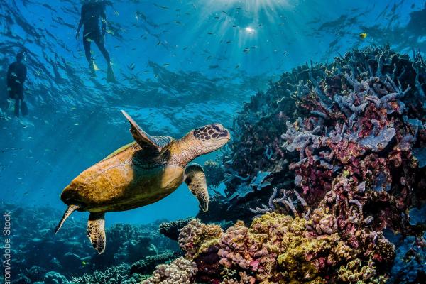 Diver swimming with a green sea turtle in the wild, among colorful coral reef © Aaron/Adobe Stock
