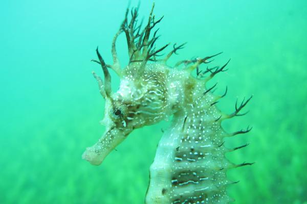 The long-snouted seahorse (Hippocampus guttulatus) 