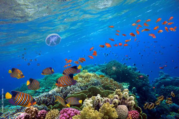 Tropical fish and corals ©vlad61_61/Adobe Stock