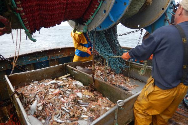 Nephrops’ trawl boarded and opened on the sorting table by the fisher with his trainee in the rear, © Solenne Le Guennec