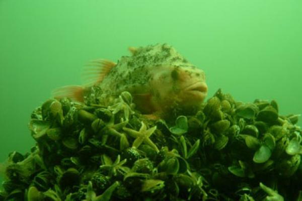 Lumpfish in the reef © Mecklenburg-Vorpommern Research Center for Agriculture and Fisheries