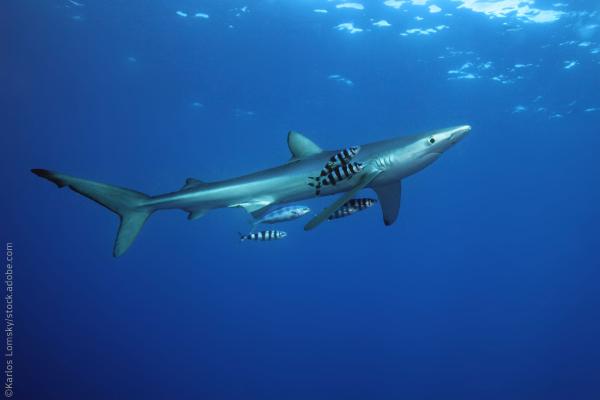 Blue shark (Prionace glauca) in the ocean ©Karlos Lomsky/stock.adobe.com