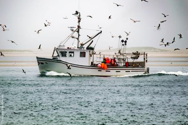 Seagulls engulf a fishing boat on the water ©Yves/stock.adobe.com