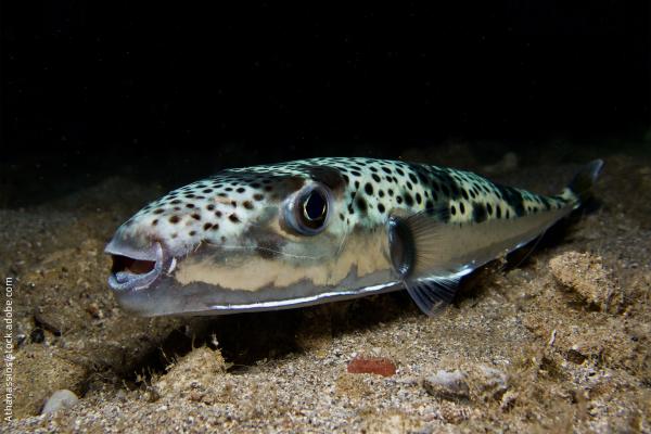 Silver - cheeked toadfish - Lagocephalus sceleratus from Cyprus by Athanassios/stock.adobe.com